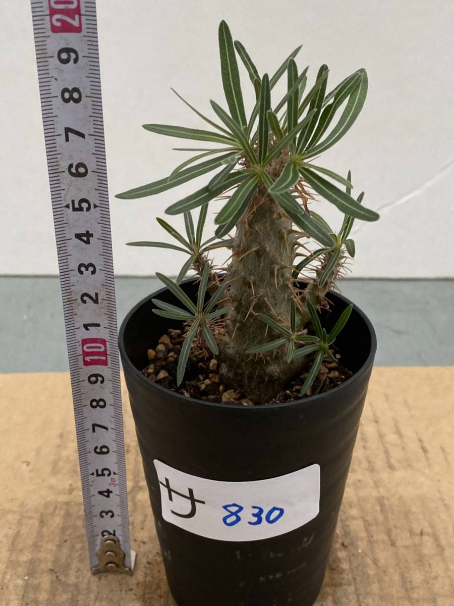新品 サ0 塊根植物 実生 パキポディウム グラキリス 枝分かれ多数 種から発芽 有望株 コーデックス Pachypodium の落札情報詳細 ヤフオク落札価格情報 オークフリー スマートフォン版
