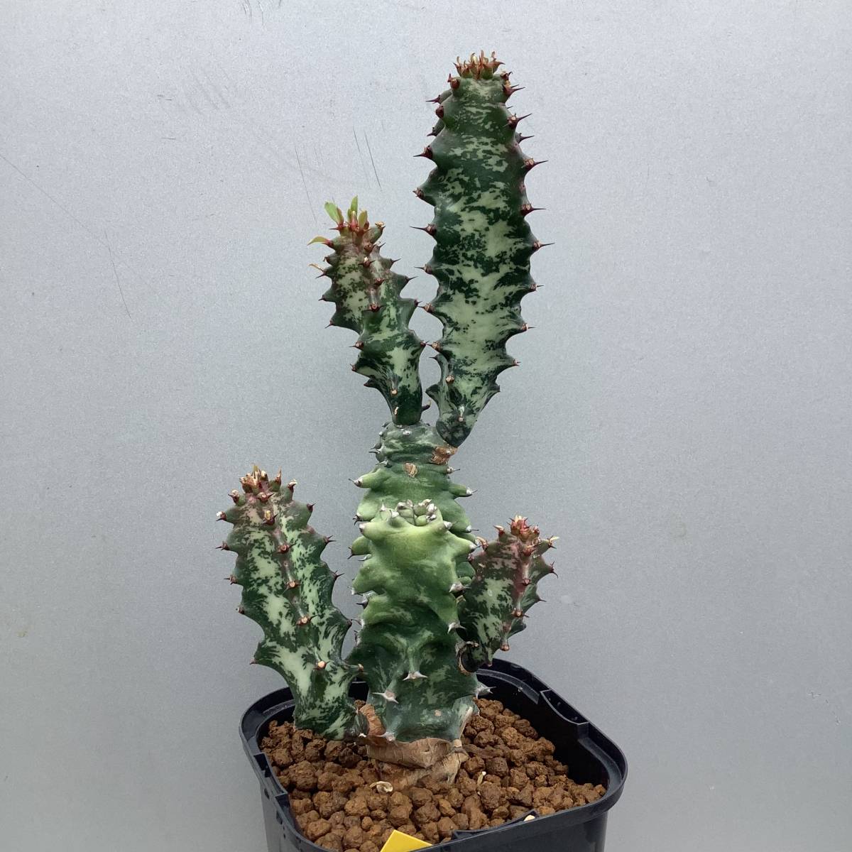 Euphorbia confinalis ユーフォルビア コンフィナリスの落札情報詳細