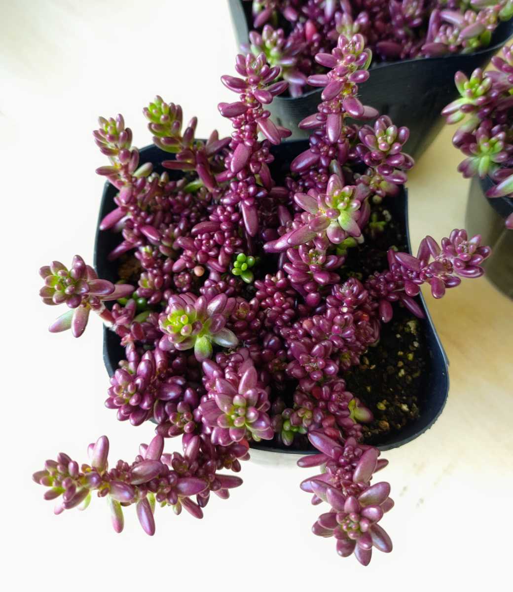 多肉植物 ポーチュラカ ピンキー カット苗(根っこ有りません) 広