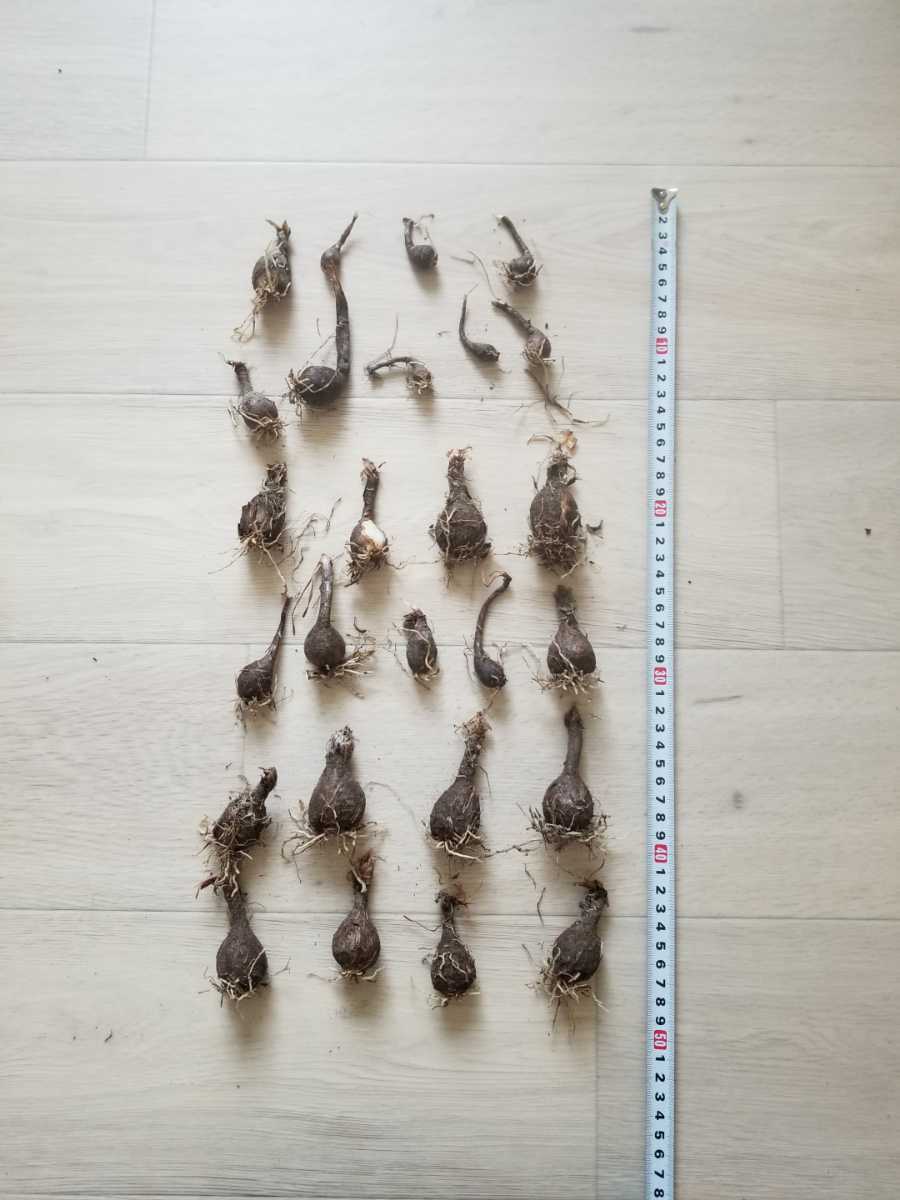 ゼフィランサス カリナタ サフランモドキ 球根 ピンク色の花 球根 レインリリー ヒガンバナ科 の落札情報詳細 ヤフオク落札価格情報 オークフリー スマートフォン版