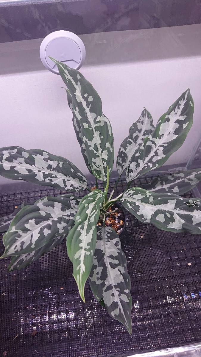 アグラオネマ ピクタム 【TK便】 TK便 アグラオネマ ピクタム】Aglaonema pictum 【TK070918】の落札