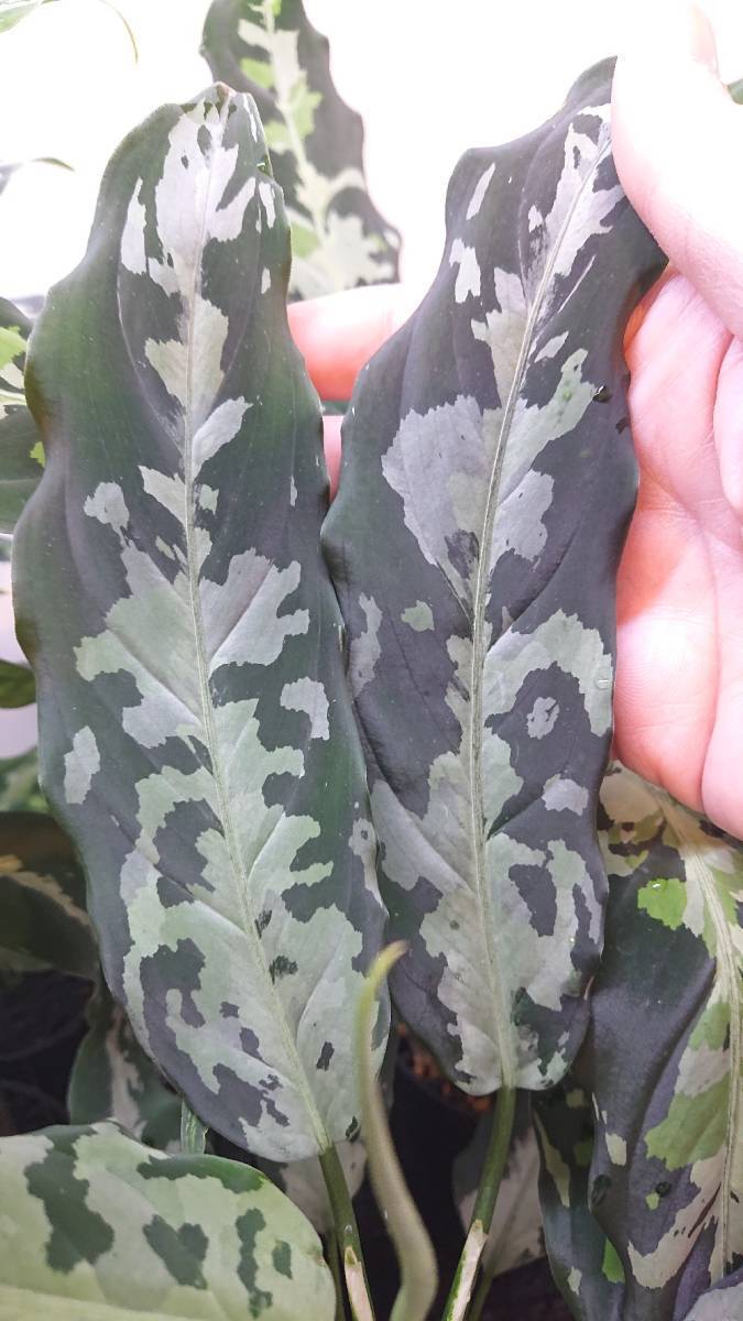 TK便 アグラオネマ ピクタム】Aglaonema pictum 【TK070918】の落札