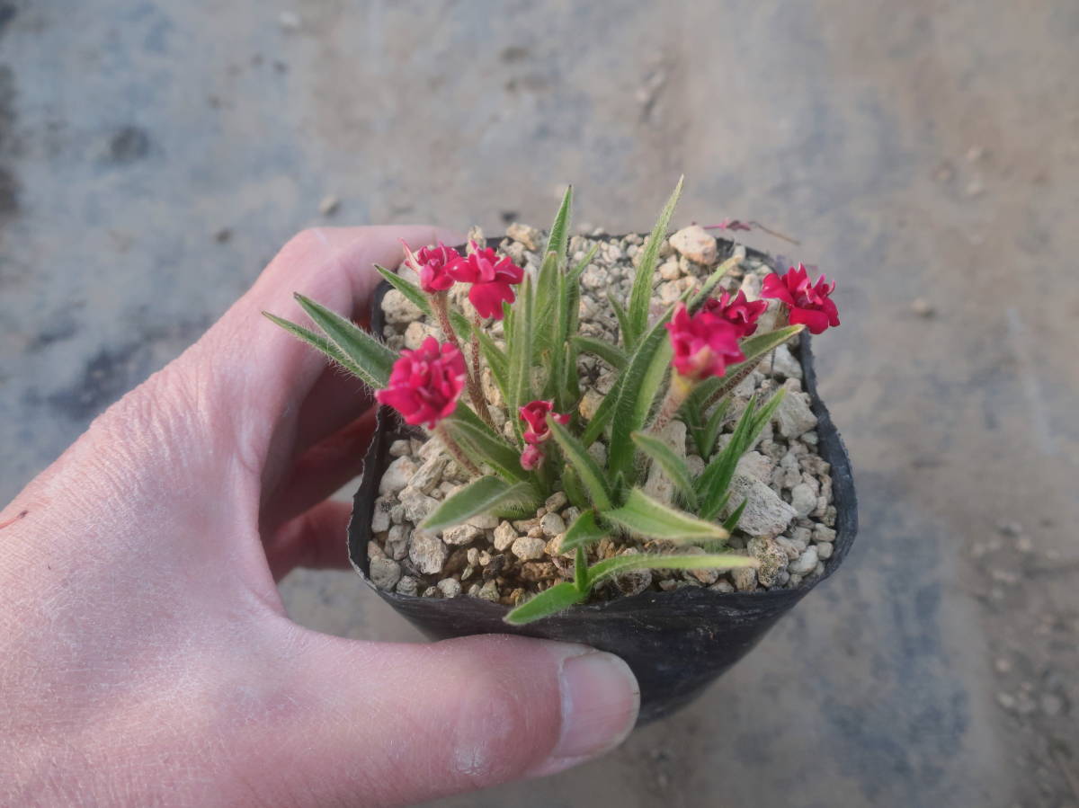 新品 濃赤 濃色 アッツ桜 ルビーの輝き アッツザクラ ルビー 山野草 の落札情報詳細 ヤフオク落札価格情報 オークフリー スマートフォン版