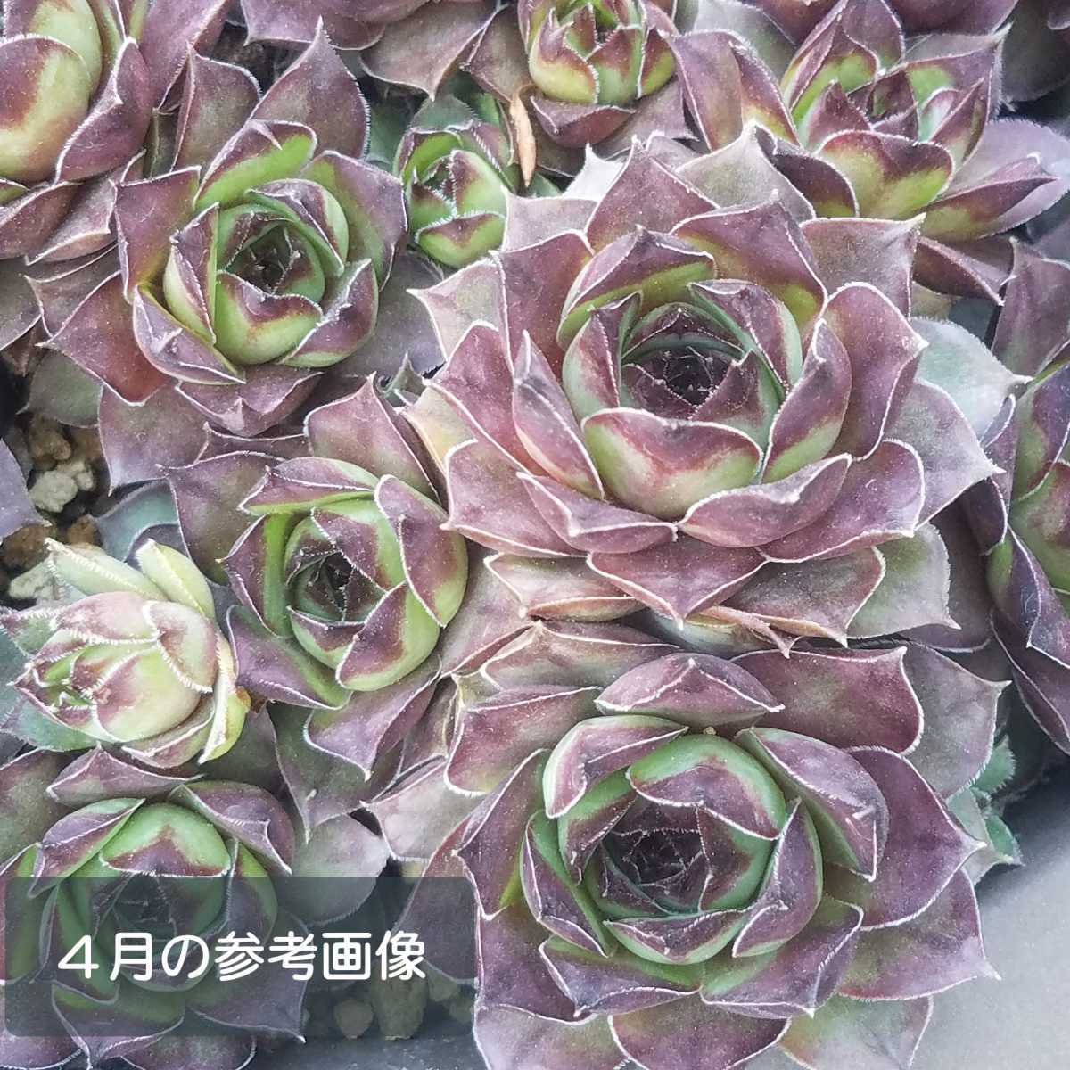 クリアランス大特価 抜き苗 群生センペルビウム マルモレウム 67fe9977 特別価格 全品max50 Off Pn Batam Go Id