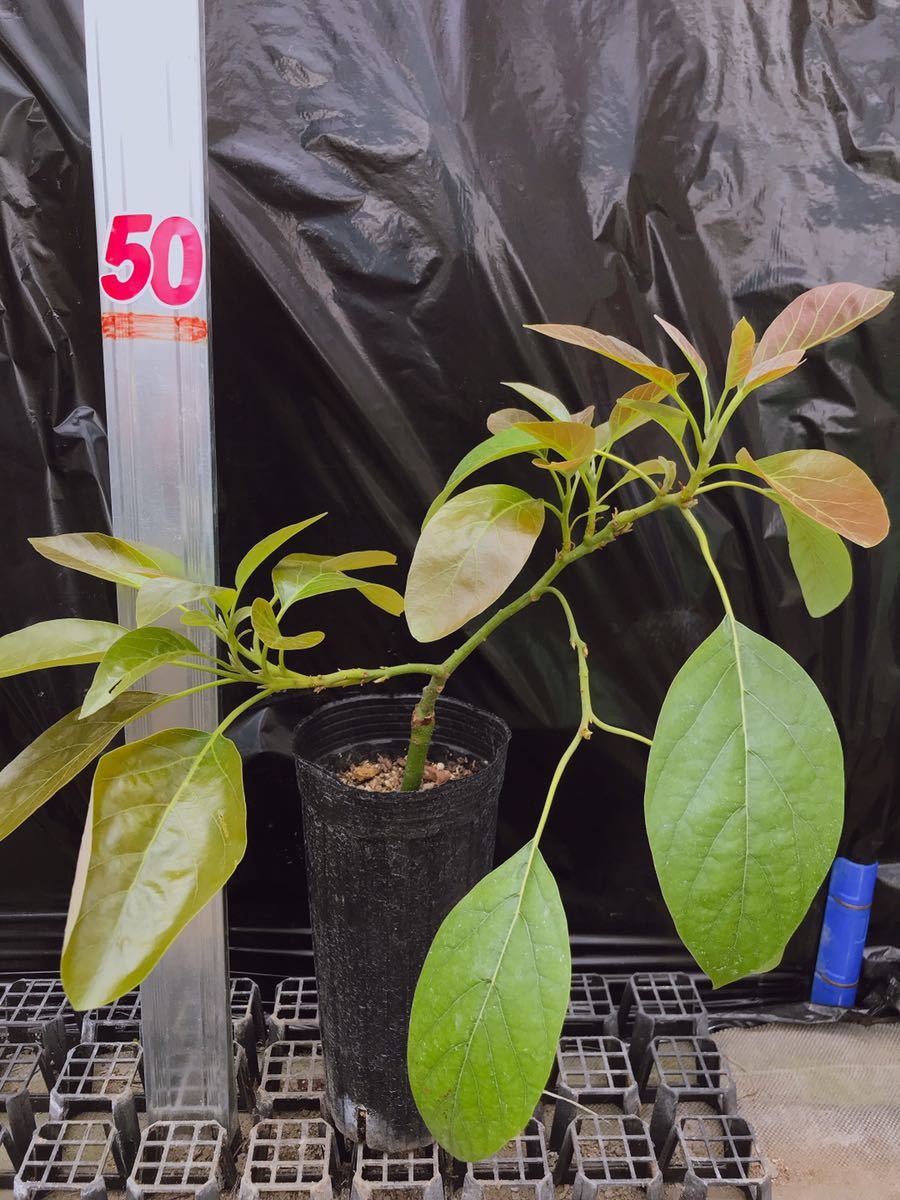 新品 送料無料 アボカド接ぎ木苗 グリーンゴールド 4号鉢ロングポット 12cm アボカド アボカド苗 接ぎ木 果樹 フルーツ の落札情報詳細 ヤフオク落札価格情報 オークフリー スマートフォン版