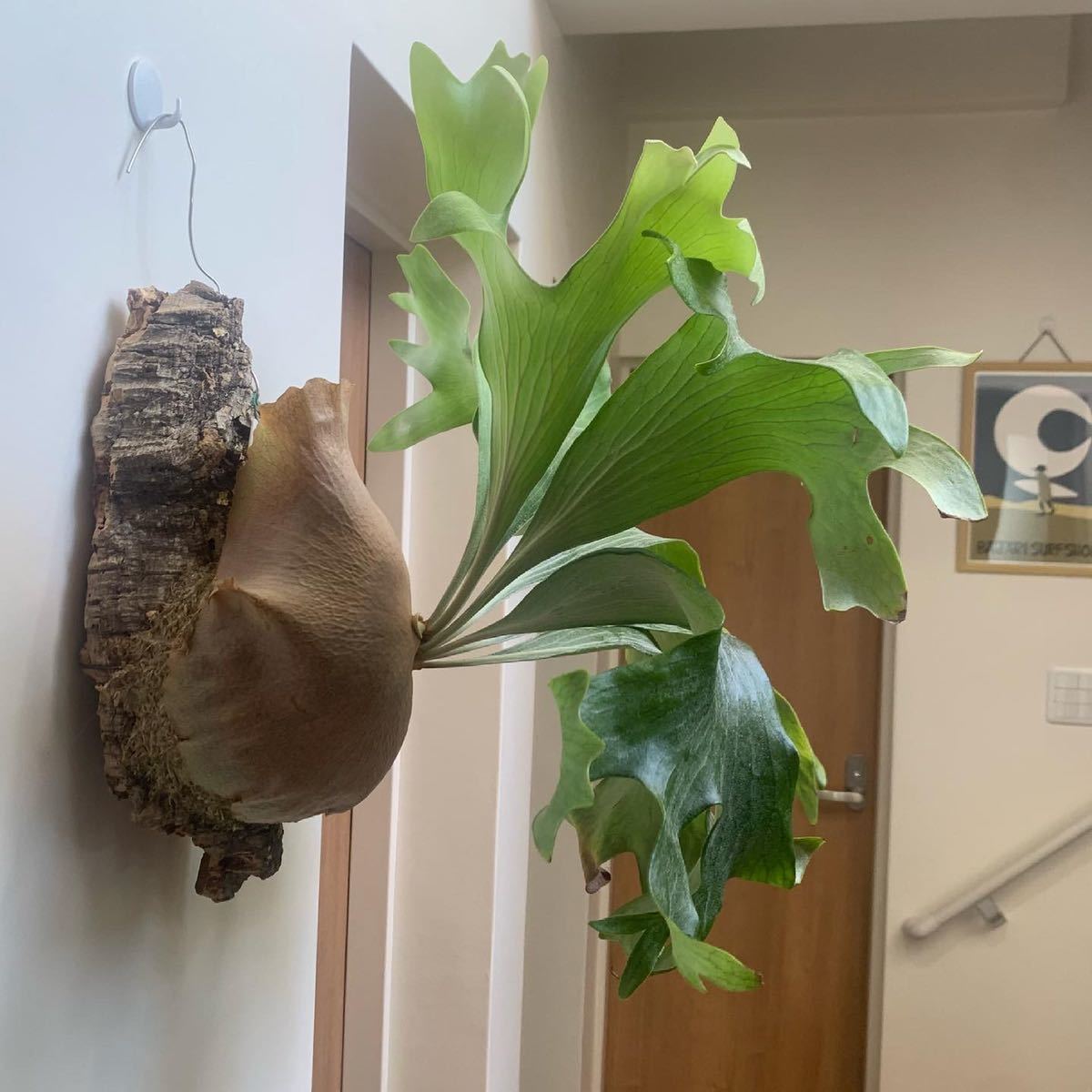 ビカクシダ ヒリー 南風 hillii nampu oc