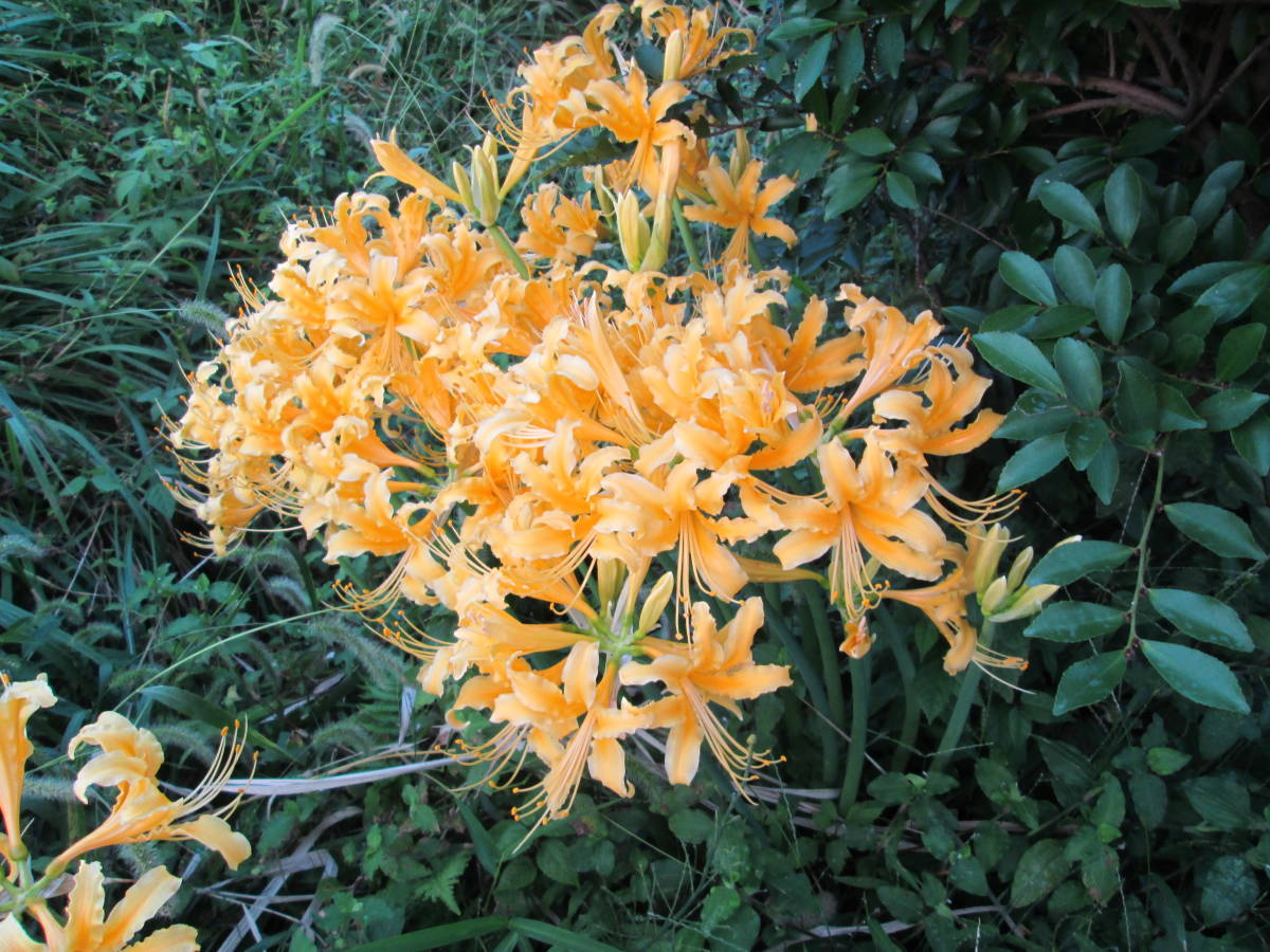 新品 彼岸花 ヒガンバナ 黄色 球根 ３球 セット の落札情報詳細 ヤフオク落札価格情報 オークフリー スマートフォン版