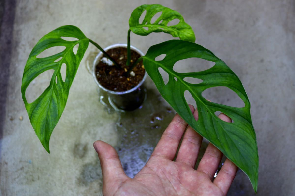 No Mh01 Tgk21 05 モンステラ アダンソニー ナローフォーム Monstera Adasonii Narrow Form 希少 モンステラ 発根済 の落札情報詳細 ヤフオク落札価格情報 オークフリー スマートフォン版