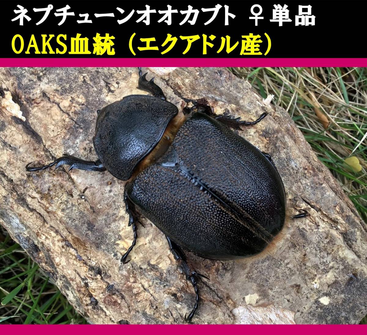 ネプチューンオオカブト オス単品 ネプチューン♂単品 標本・鑑賞用