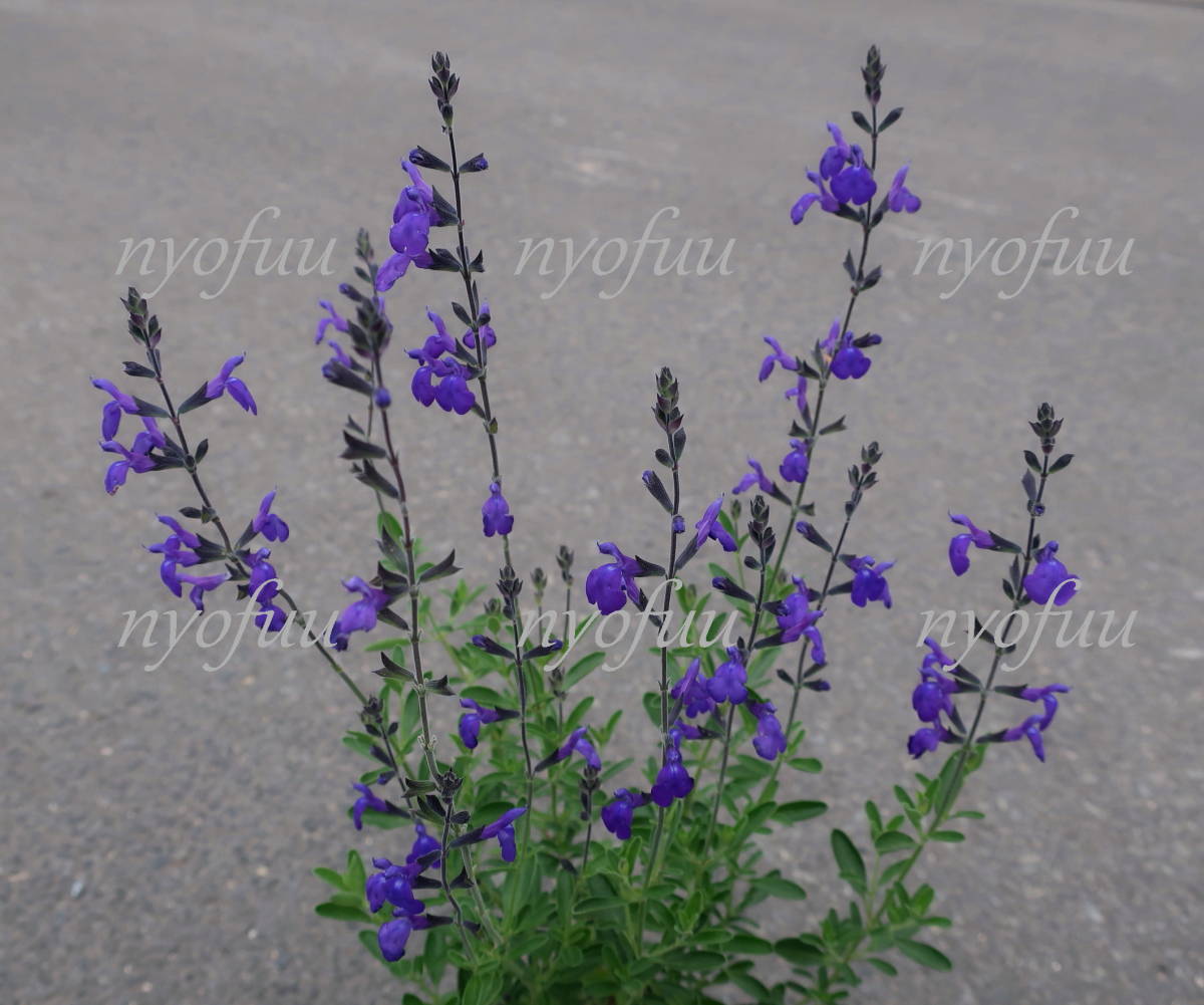 新品 完全越冬の耐寒性 宿根サルビア グレッギー ブルー セージ ハーブ 耐寒 宿根 グレッキー チェリーセージ ガーデニング の落札情報詳細 ヤフオク落札価格情報 オークフリー スマートフォン版