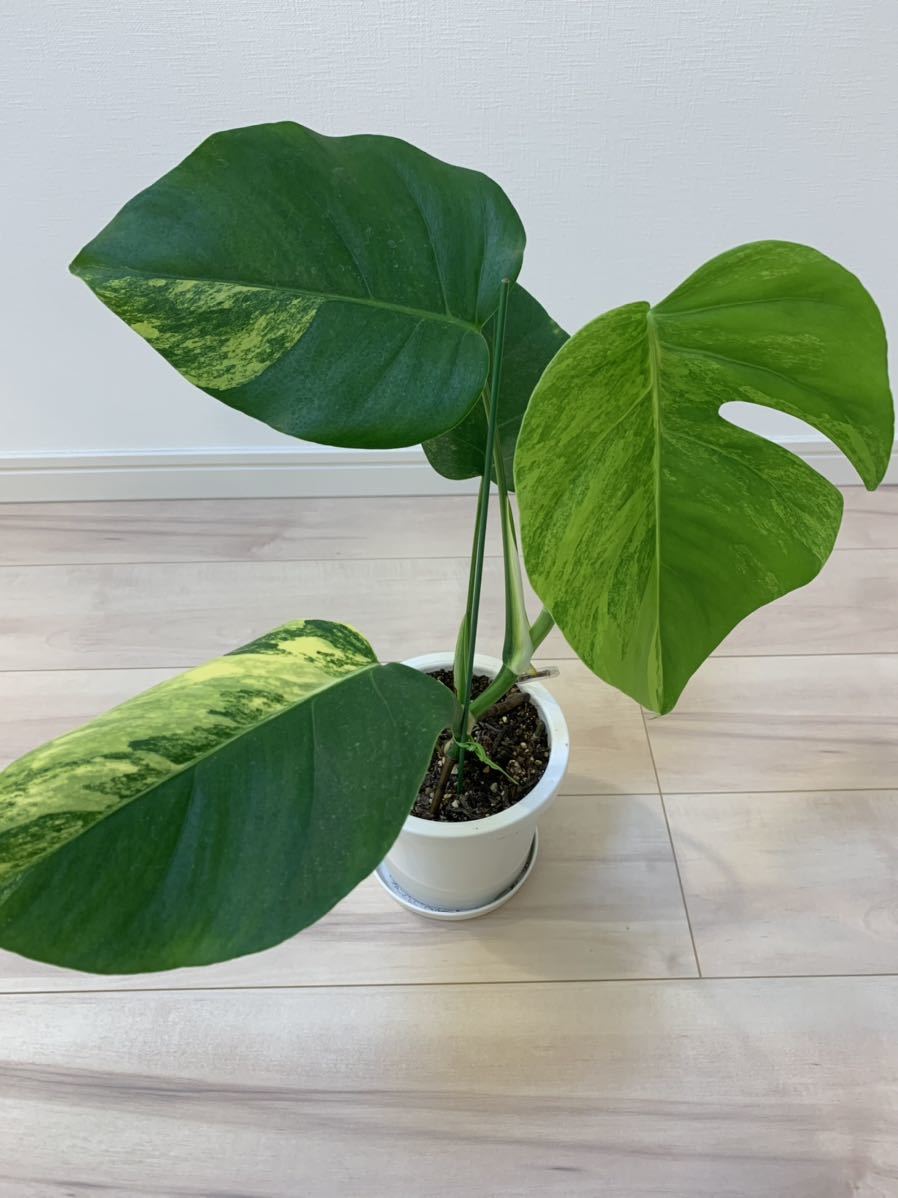 開店祝い 黄斑入り ハーフ マドカズラ 根っこ付き 植物 観葉植物 Www Solidarite Numerique Fr