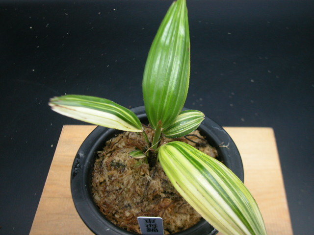 観音竹＜銀鈴＞古典植物、富貴蘭、セッコク、斑入り、山野草、珍品、観葉植物 観音竹＜寿晃＞古典植物、富貴蘭、セッコク、斑入り、山野草、珍品