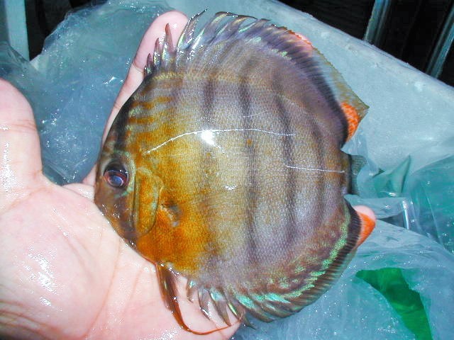 【八代海洋】 新着原種 グリーンディスカス・ジュタイ（パウダーグリーン表現！）Ａ 八代海洋 新着原種 グリーンディスカス・ジュタイ（仕上がりに期待！）Ｂ