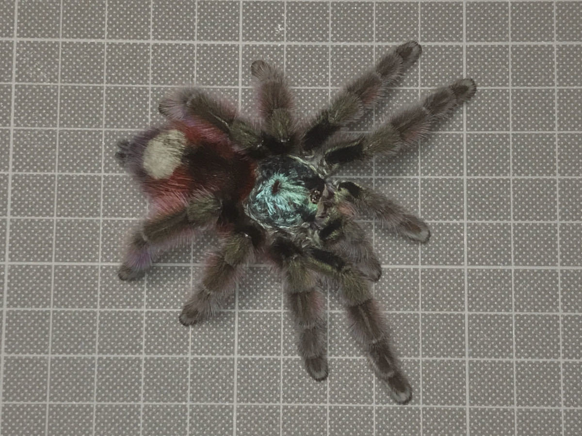 タランチュラ Caribena Versicolor アンティルピンクトゥ ペア の落札情報詳細 ヤフオク落札価格情報 オークフリー スマートフォン版 タランチュラ Caribena Versicolor アンティルピンクトゥ ペア の落札情報詳細 ヤフオク落札価格情報 オークフリー スマートフォン版