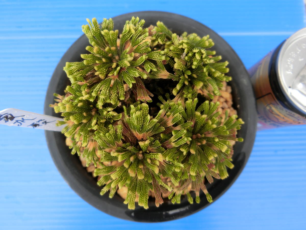 いわひば イワヒバ 銘品 菊水殿 10年物 の落札情報詳細 ヤフオク落札価格情報 オークフリー スマートフォン版
