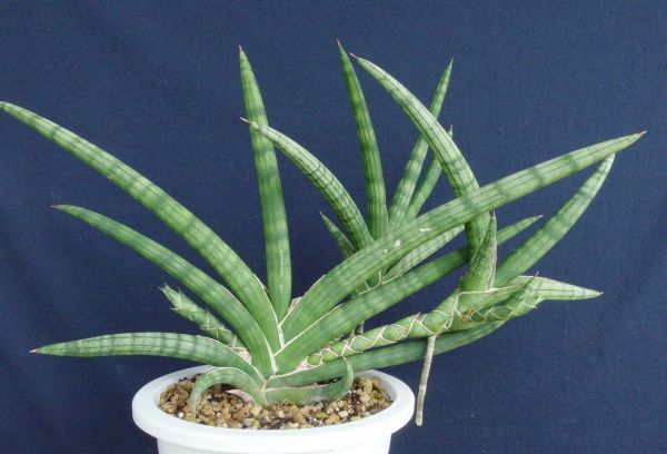 サンスベリア・ラブラノス1970斑入り1