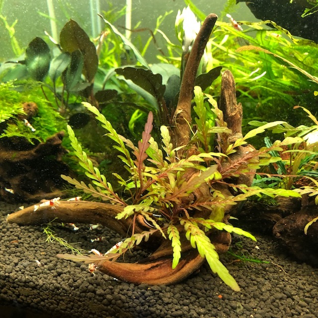 ハイグロフィラフィラ ピンナティフィダ 流木活着 有茎 アクアリウム レイアウト 水草 ネイチャー の落札情報詳細 ヤフオク落札価格情報 オークフリー スマートフォン版