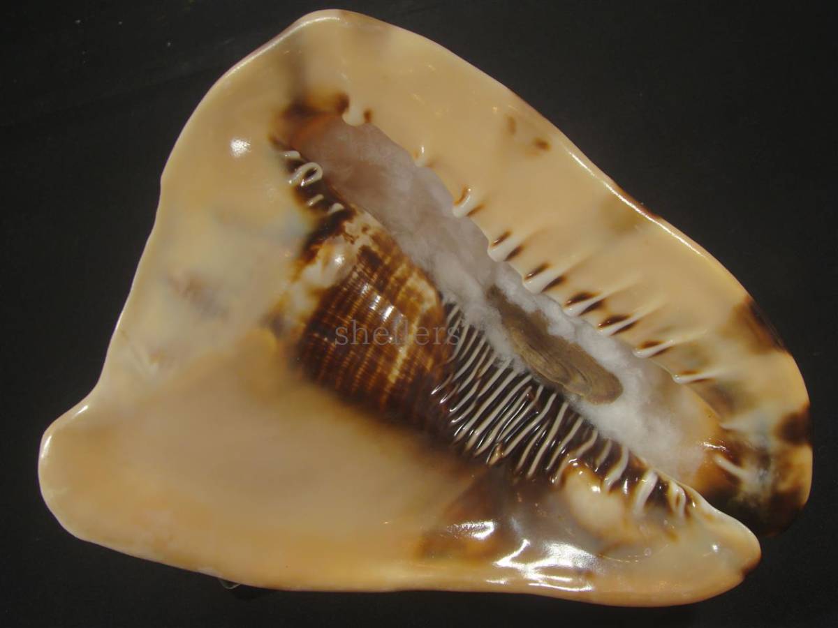 未使用】貝 標本 ダイオウトウカムリ 大 美品の落札情報詳細 - Yahoo  