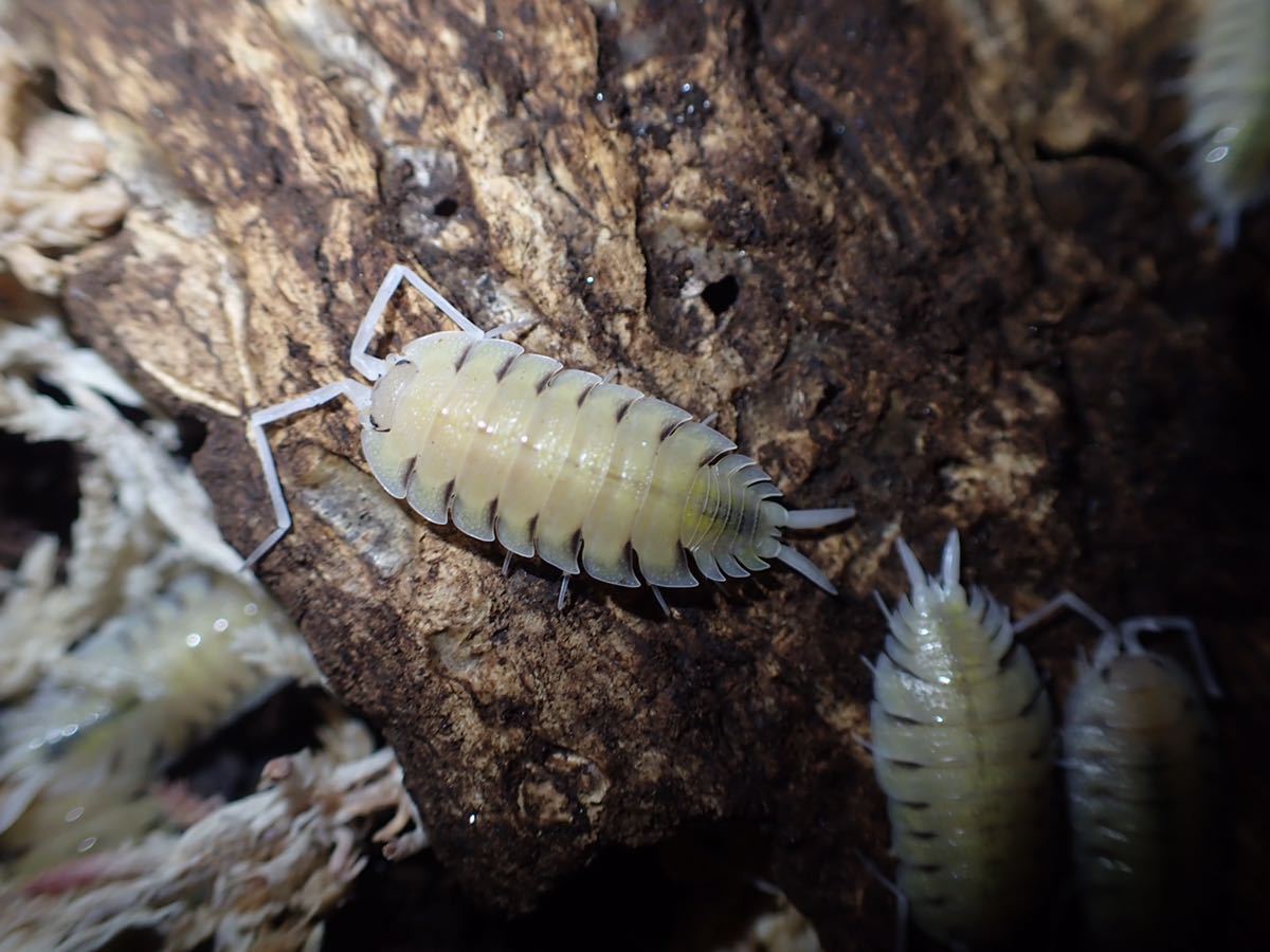 ユウレイオオワラジムシ Porcellio bolivari T+アルビノCB幼体 8