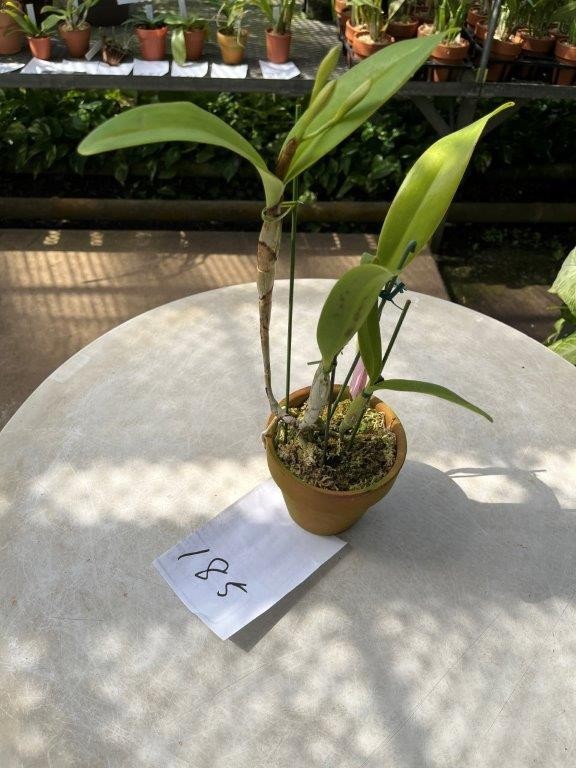 【その他】HIF洋蘭 185 Gur. skinneri coerulea 'Blue Fantasia' (Div.) 蕾着の落札情報詳細 ...