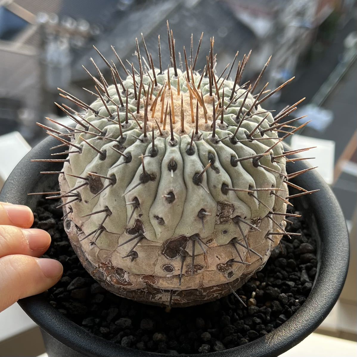 パキポディウム グラキリス 現地球 丸株 発根済み たけろうポット 良型