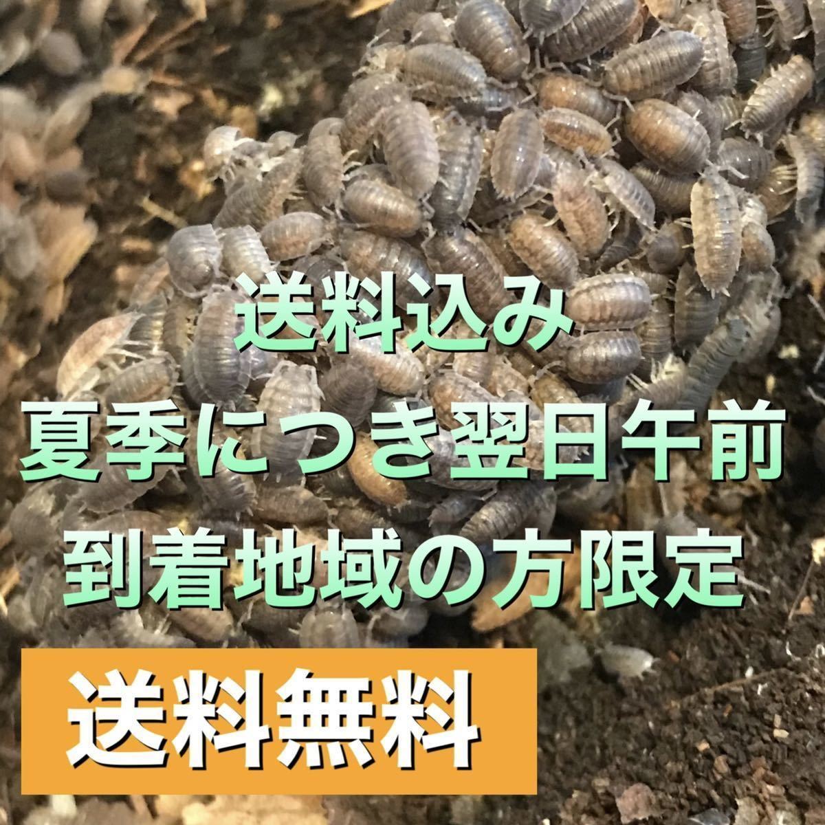 シャイニーゲーター 亜成体 6匹 エサ付き Cubaris sp. “Shiny