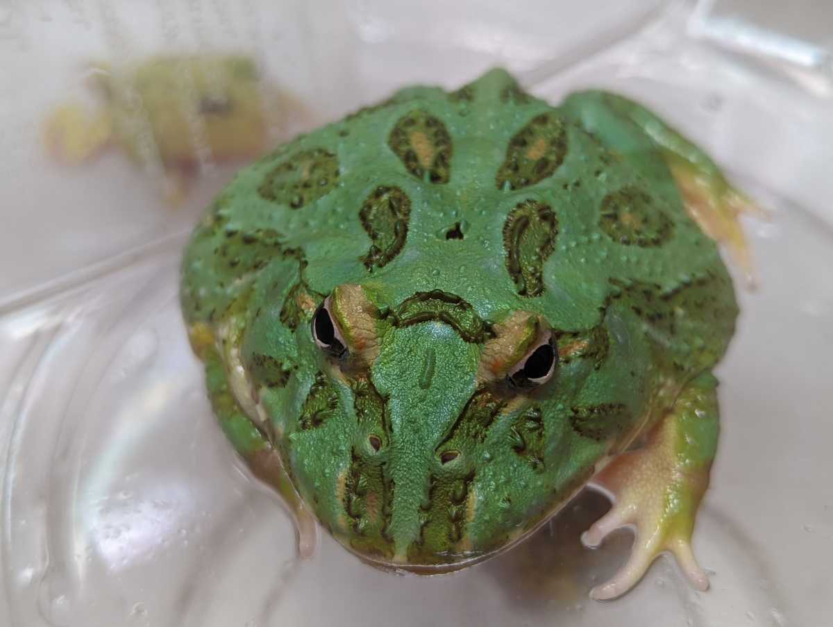 チャコガエル 約4㎝弱 クランウェルツノガエル ベルツノガエル