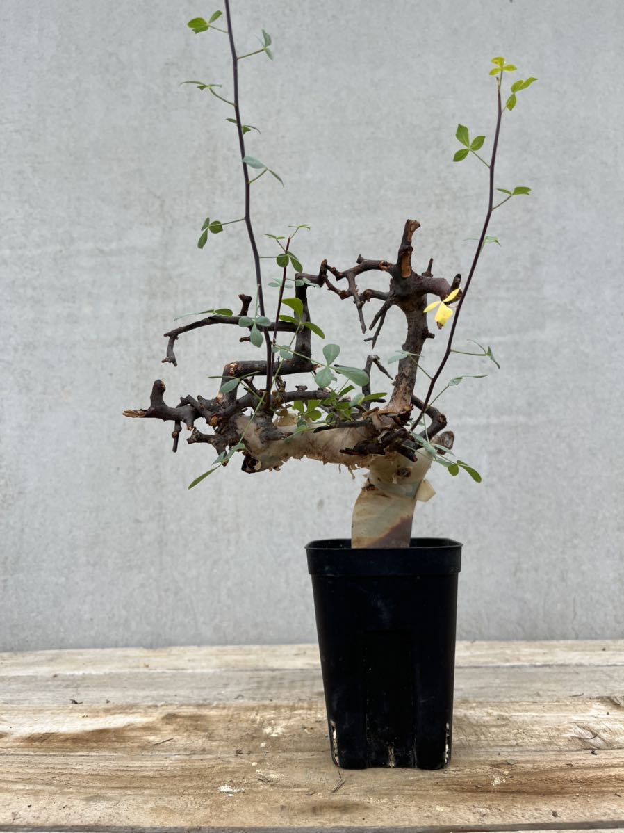塊根祭 A14 Commiphora Kataf Ver Turkanensis コミフォラ カタフ ターカネンシス 塊根植物 コーデックス 灌木 盆栽 Planet Www Silvanaconfeccoes Com Br