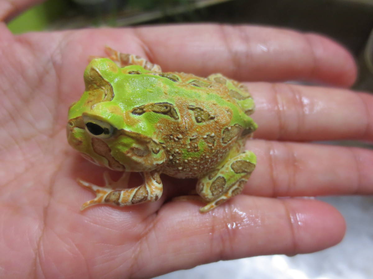 1円即決 相互評価 カエル フリー素材 画像データ 大割引 フリー素材