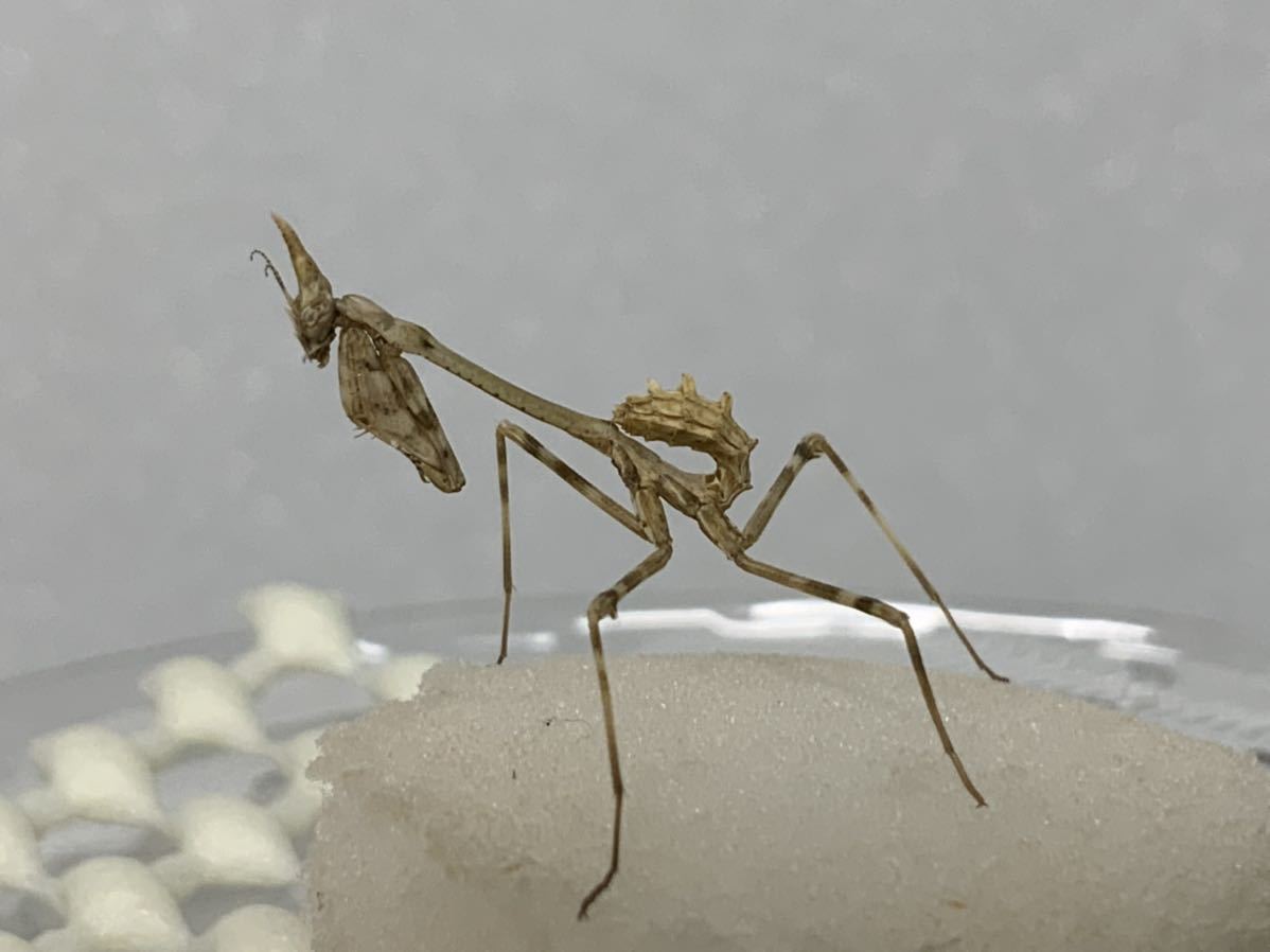 エンプーサペンナータ　クシヒゲカマキリ　ペア 立体標本　ジャンク エンプーサペンナータ クシヒゲカマキリ ペア 立体標本 ジャンク