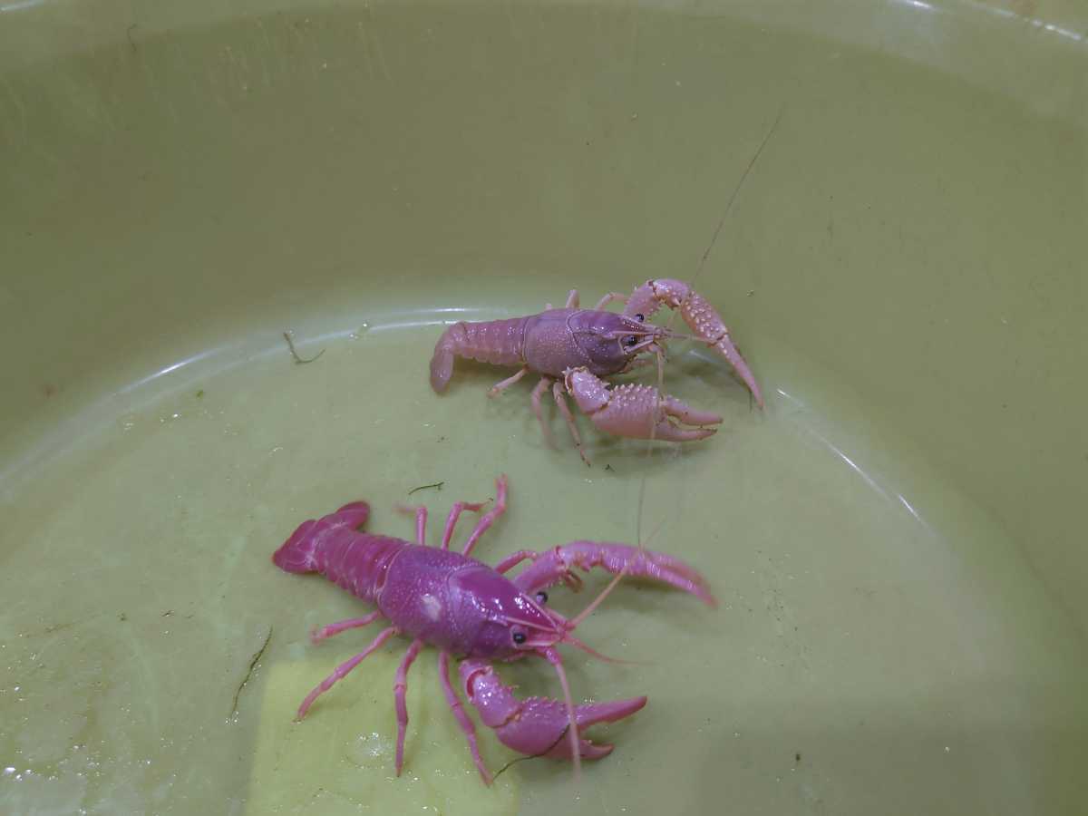 新品 so ザリガニ ピンクザリガニ バレンタイン ペア 今回のみ の落札情報詳細 ヤフオク落札価格情報 オークフリー スマートフォン版