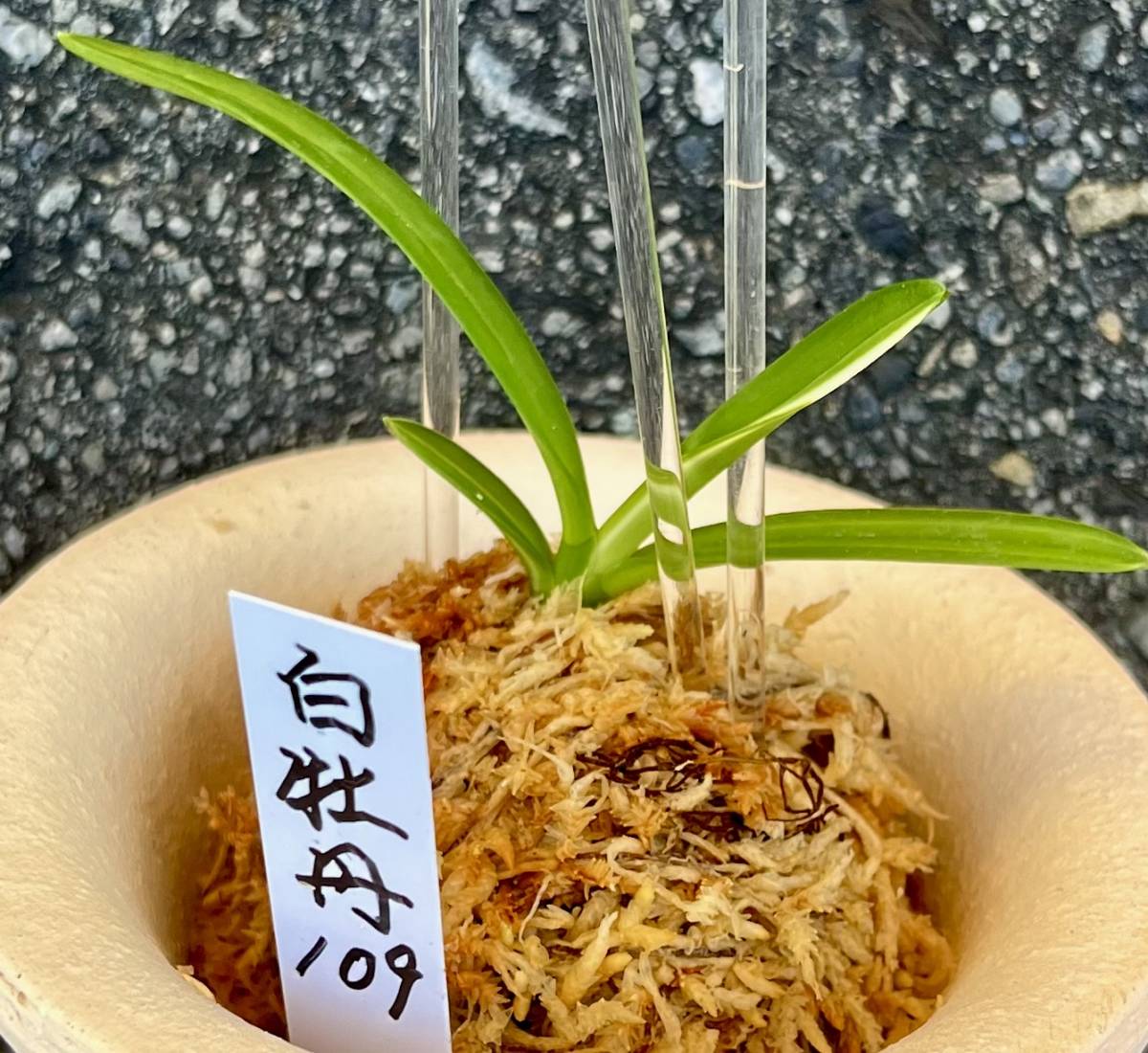 富貴蘭 希少珍品種【豆ん棒】伝統園芸 東洋蘭 斑入り山野草