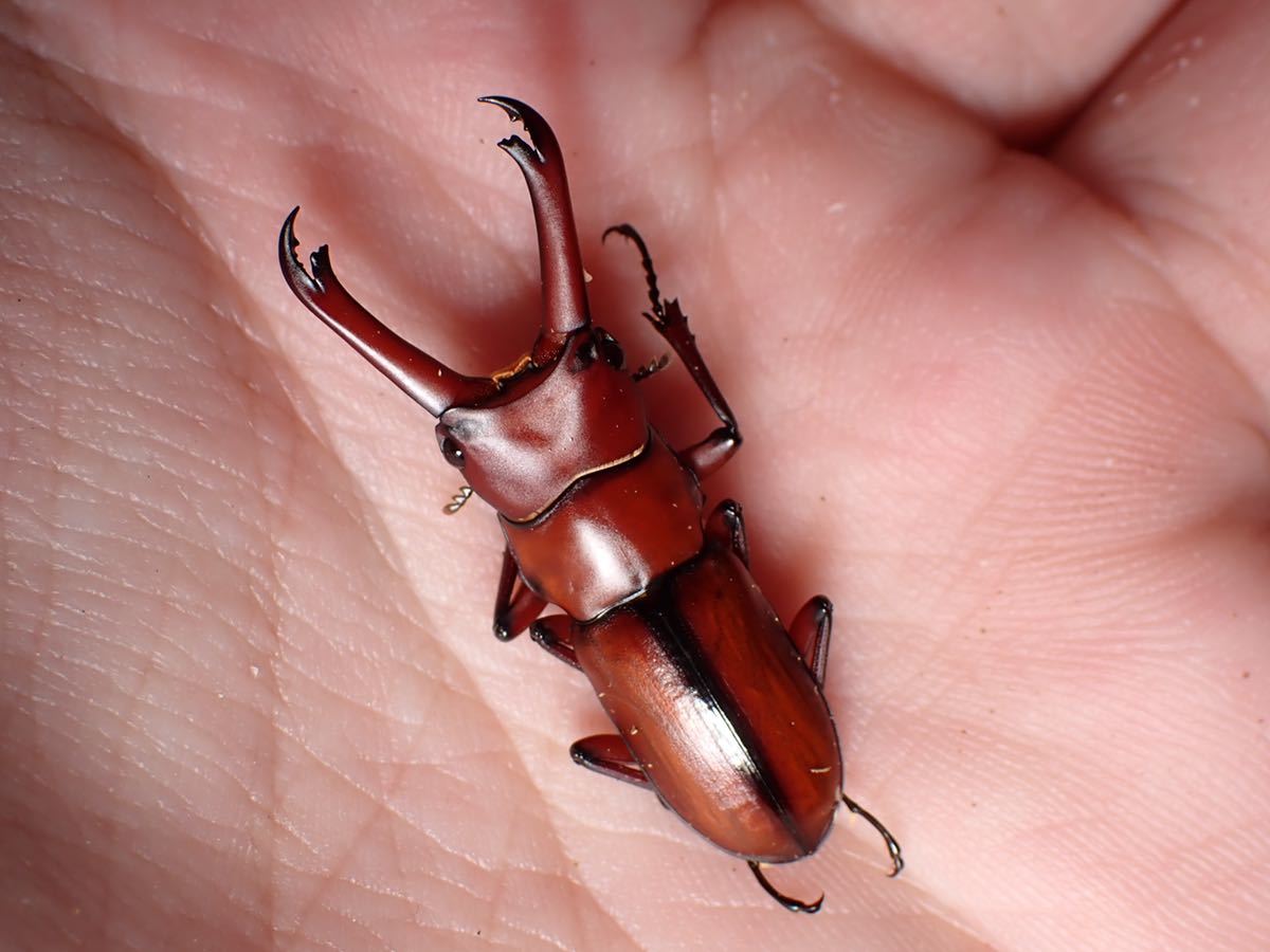 エレガンスセスジクワガタペア 即ブリ