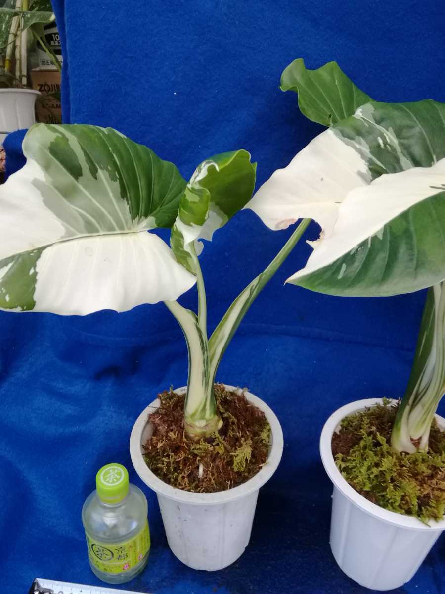 2．斑入り クワズイモ