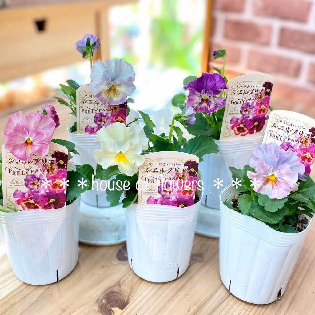 新品 ラスト 高品質 花日和 華あられ 4 シエルブリエ 1 フリル咲き パンジー おまかせ5個セット の落札情報詳細 ヤフオク落札価格情報 オークフリー スマートフォン版