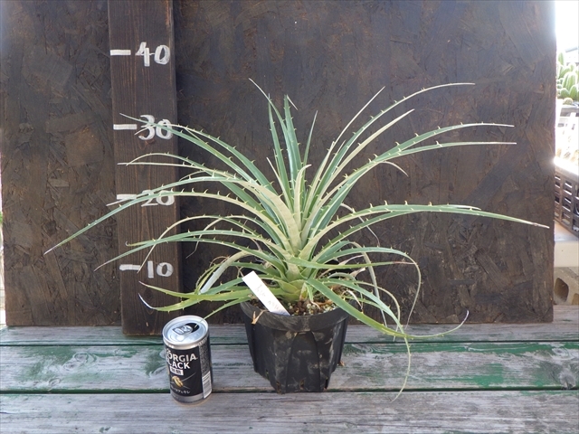 【現品】【超希少品種】プヤ・ベルテロニアナ　7号　u-33 現品】【超希少品種】プヤ・ベルテロニアナ 7号 u-33