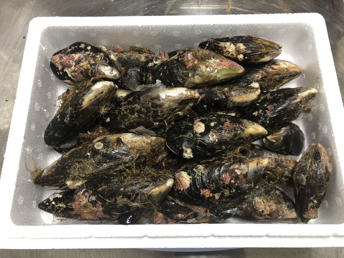 イシダイ エサ 瀬戸貝 イガイ カラス貝 セトガイ 石鯛 底物 40個