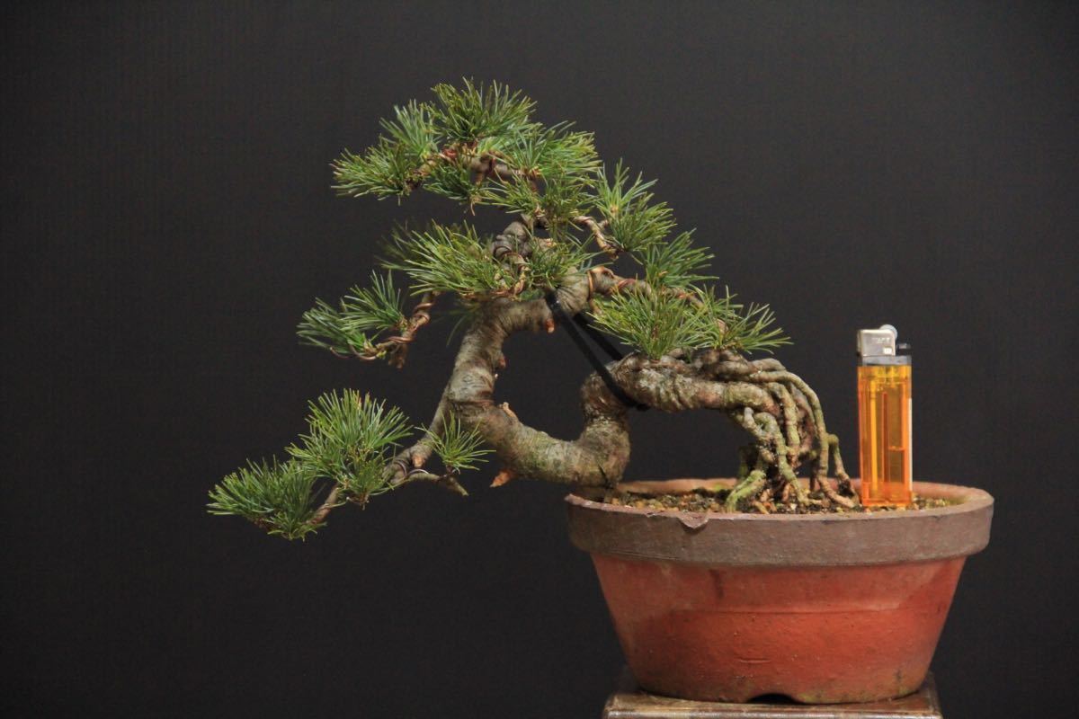 小品盆栽 『峰吾妻』五葉松 根上がり懸崖 樹高9cm