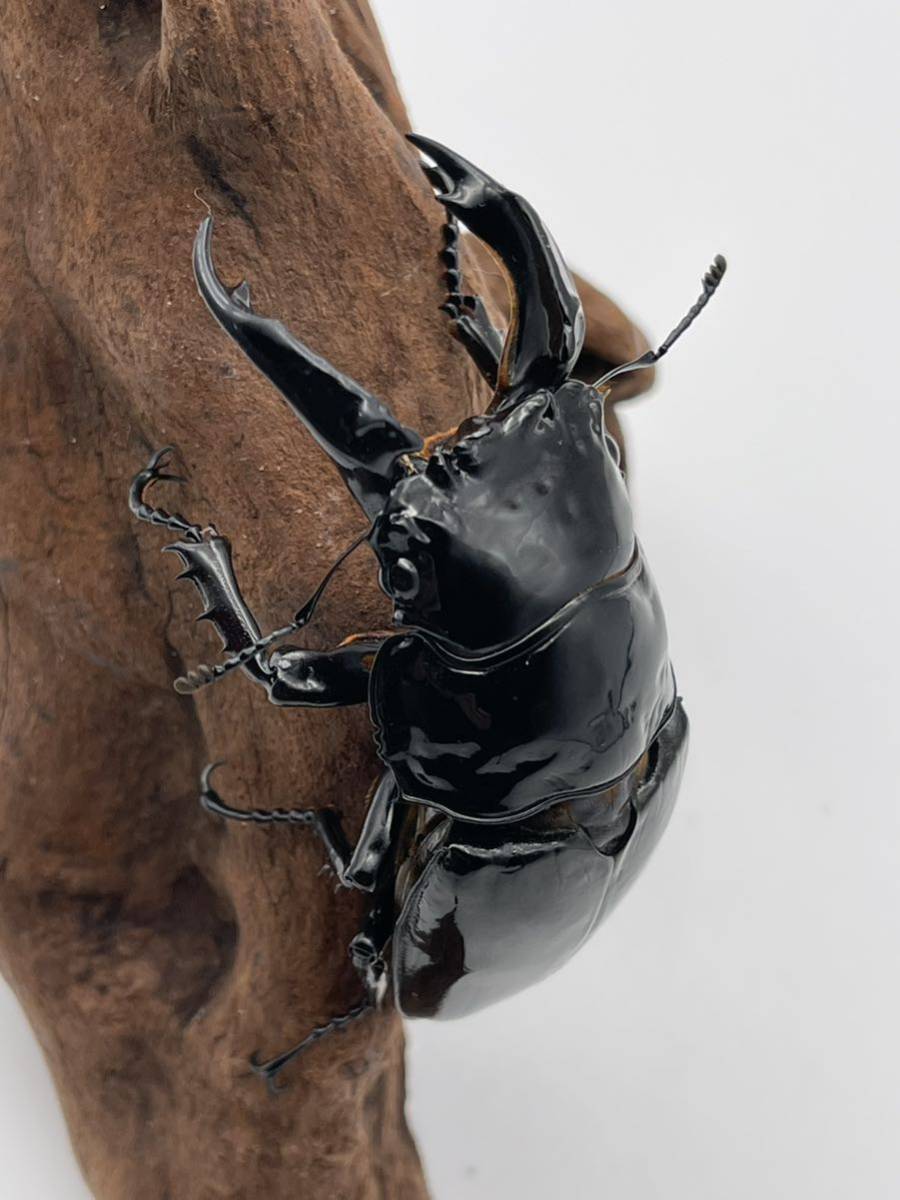 レギウスオオツヤクワガタ赤レギ標本 【公式通販】