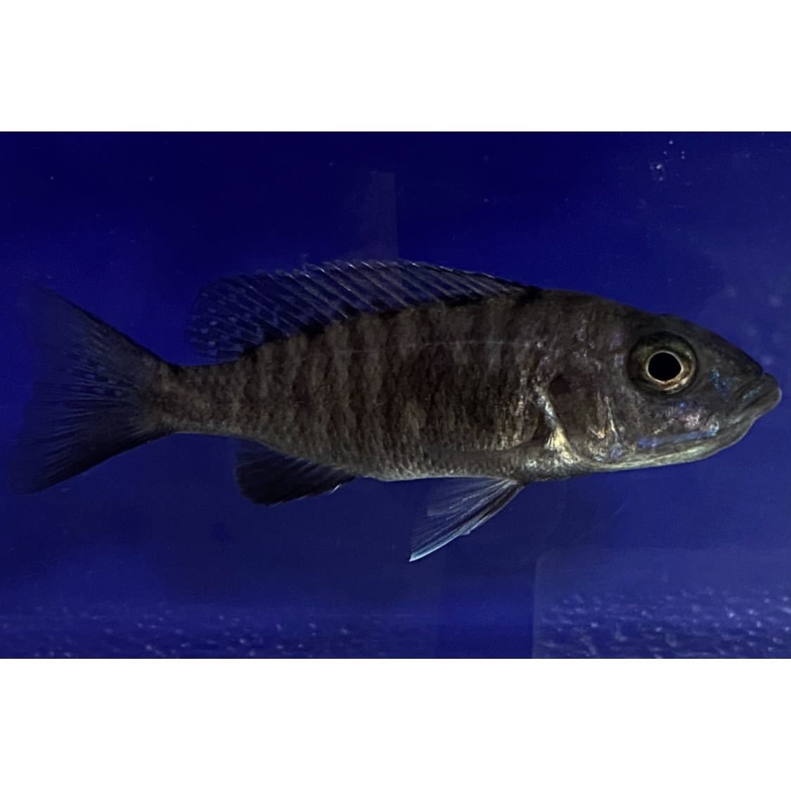 8 希少種 eurychlamys エリキュラミス カリフォルニア輸入 【公式通販】