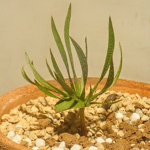 エリオスペルマムフォリオフェルム