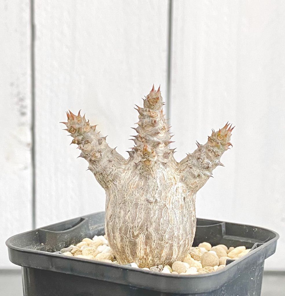 パキポディウム ウィンゾリー 実生 良型 まんまる株 塊根植物