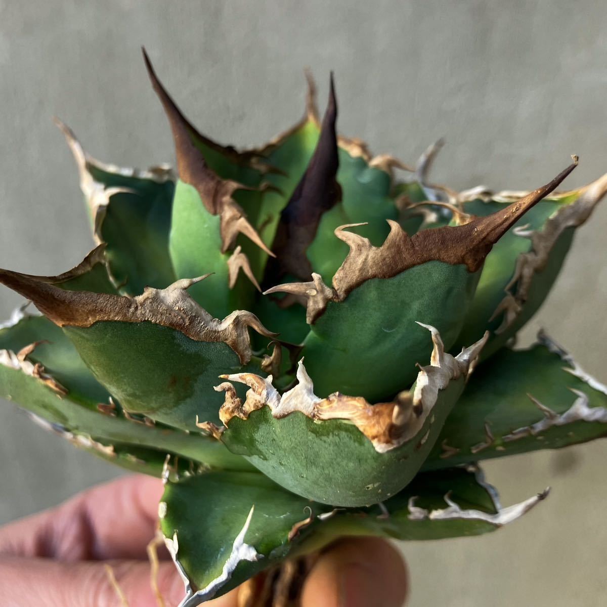 狂鉢 Willingplant Agave アガベ 鉢・プランター