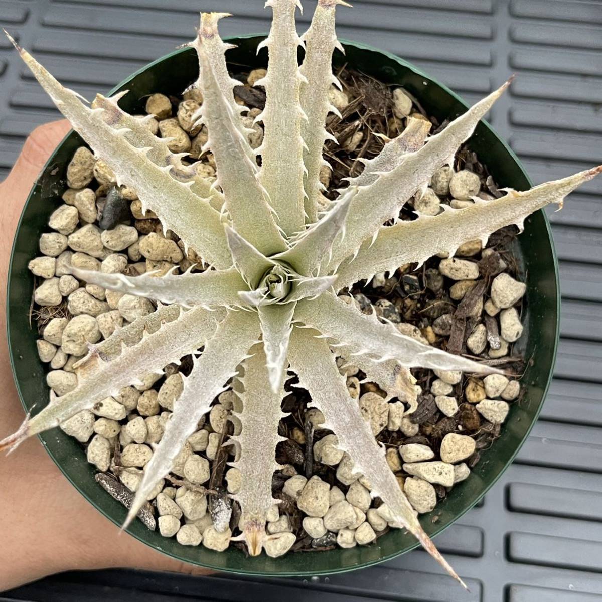 本物 ディッキア デリカータ Dyckia delicata rubra ⑵ Dyckia delicata (ディッキア デリカータ 赤系) 成長記録① やっと赤く