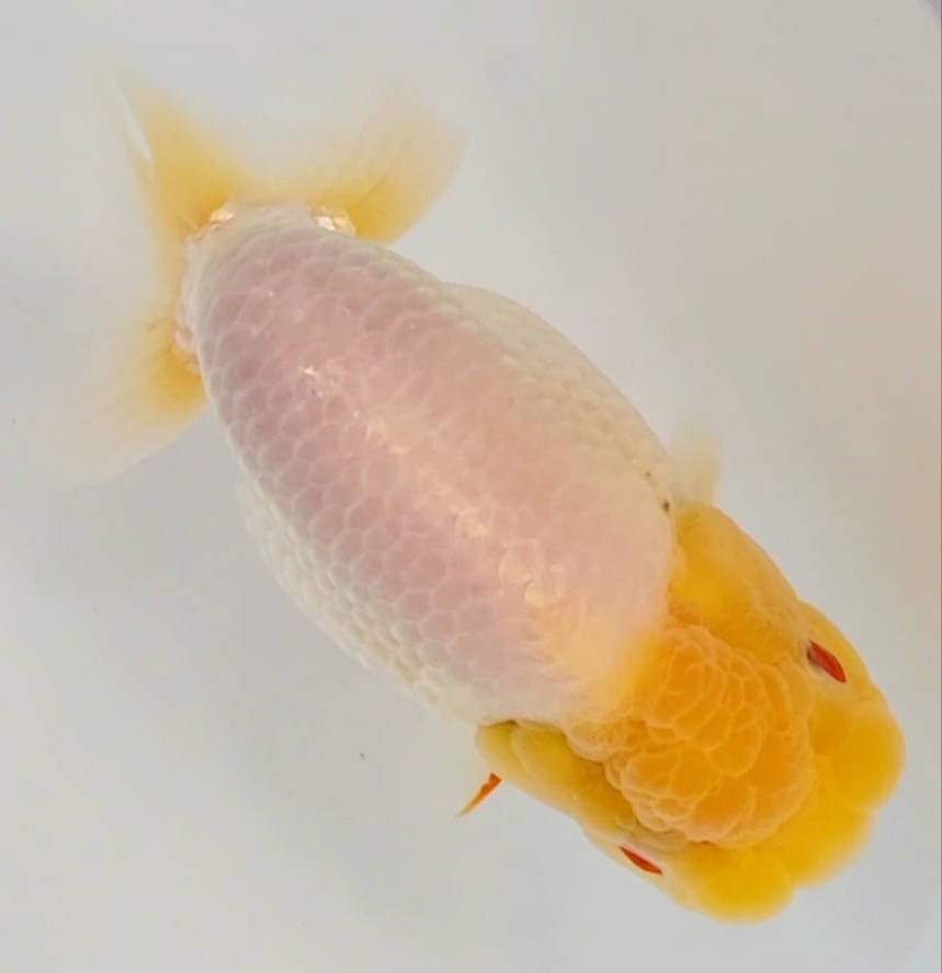 はなはな はなはな】麒麟らんちゅう 稚魚30匹＋おまけ 約1.2cm前後 (動画あり)