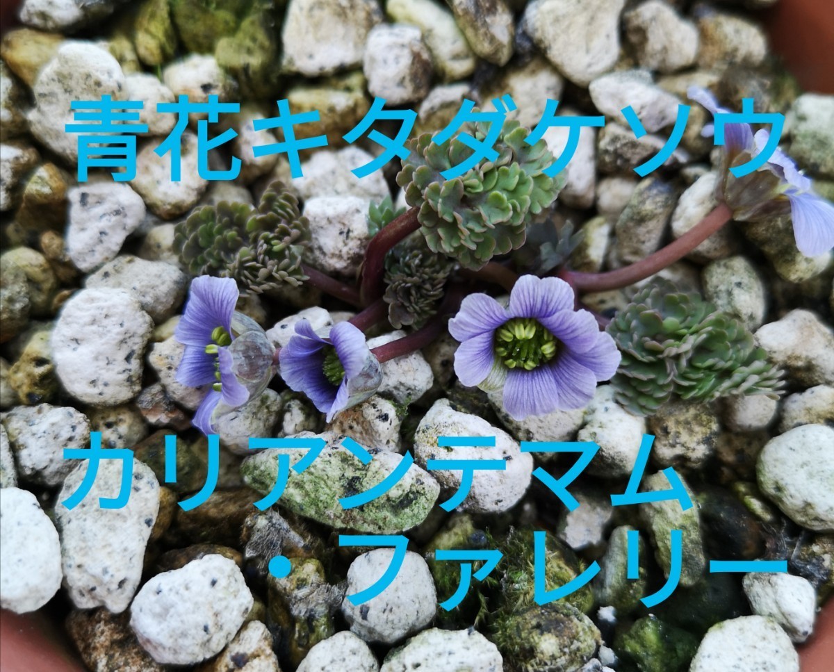未使用】【山野草】 青花キタダケソウ カリアンテマム・ファレリー