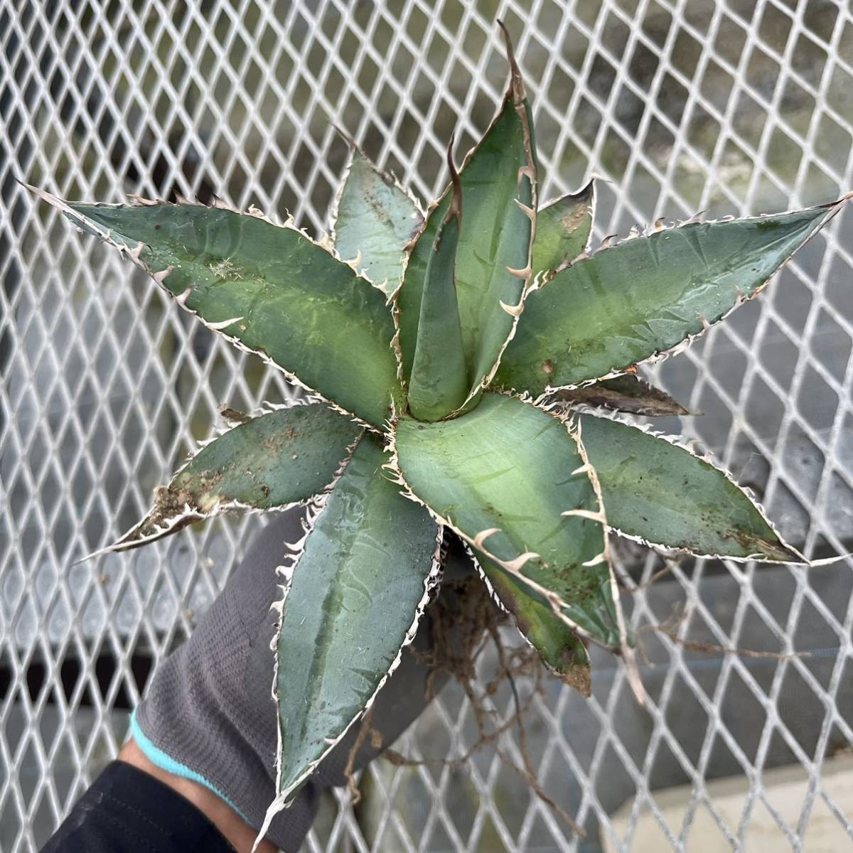 goodtaniku】アガベ 激熱小籠包産巨歯鯊/メガロドン カキコ 発根済