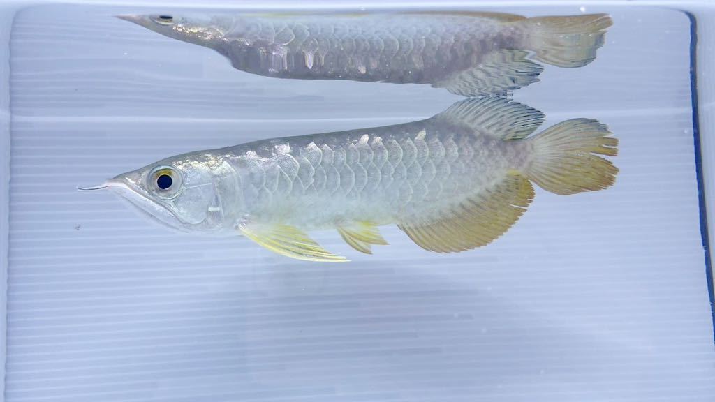 過背金龍極 Amazon.co.jp: でんらい 水中照明 アロワナライト LED 過背金龍