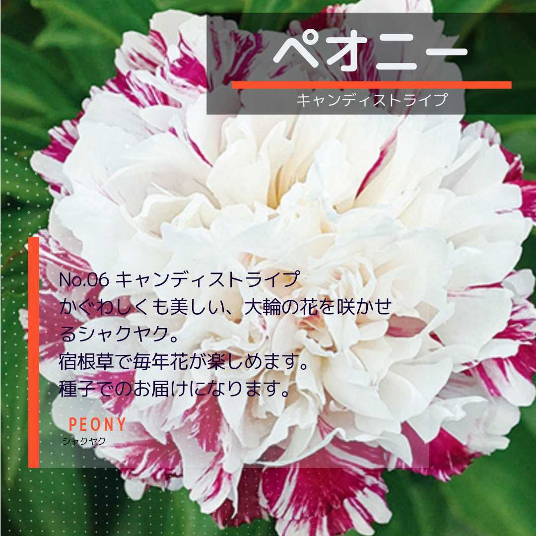未使用】ゆうパケット シャクヤクNo.06☆キャンディストライプ☆ 種子3