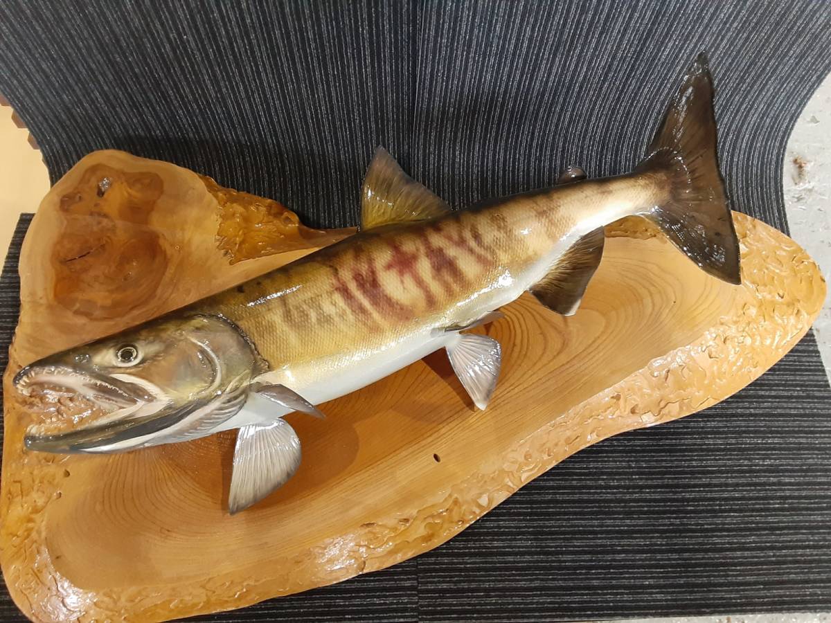 白鮭オス90cmオーバー剥製 白鮭オス90cmオーバー剥製